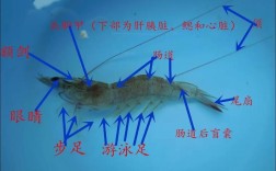 南美对虾对虾养殖技术