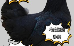 鸡品种有哪些？