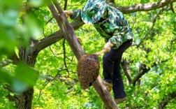 野外胡蜂如何安全迁移？技术要点有哪些？