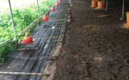 畜禽粪发酵养蝇蛆技术，如何优化发酵参数以提高蝇蛆产量与品质？