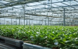 冷棚种植技术，冷棚种植技术要点