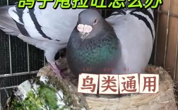 鸽子养殖视频技术要点有哪些？