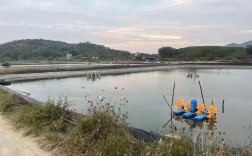 淡水虾繁育养殖技术有哪些关键要点？