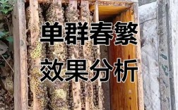 蜜蜂春繁饲养管理技术要点有哪些？