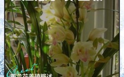 大花卉兰养殖技术要点有哪些？