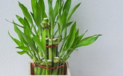 富贵竹有哪些常见品种？