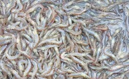 淡水养南美白对虾技术难点在哪？