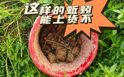 青蚯蚓价格多少钱一斤？