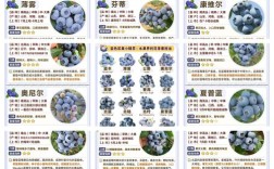 蓝莓的最新品种有哪些