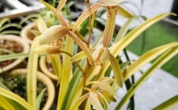 黄叶兰草是哪个品种？