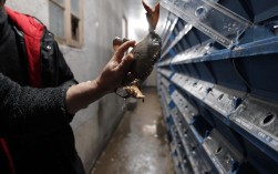 室内养殖青蟹海水技术