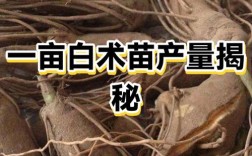 白术怎么种才高产？