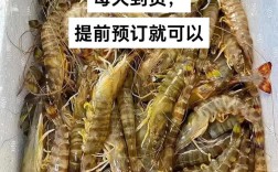 长沙马王堆基围虾价格
