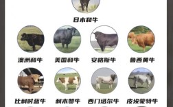 国外优质牛品种有哪些？