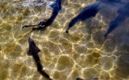 淡水虹鳟养殖技术视频怎么学？