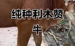 养牛选什么品种最赚钱？