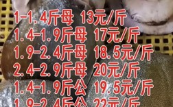 顺德甲鱼批发价现在多少钱一斤？