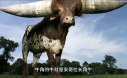 背上长角的牛是什么品种？