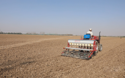 人工小麦种植技术视频，如何高效掌握核心要点？