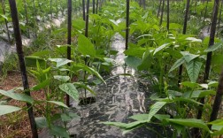 夏季大棚豆角如何种植高产？