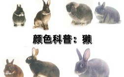 常见肉兔品种有哪些？