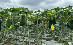 特大冬瓜高产种植管理有哪些关键技术？