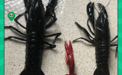 淡水龙虾是龙虾品种吗？