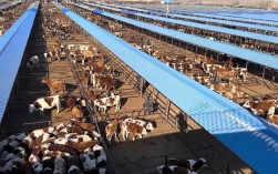 新品种肉牛养殖视频有哪些要点？