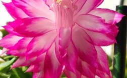 蟹爪兰品种究竟有多少？