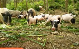 巴马香猪养殖技术图解，关键步骤有哪些？