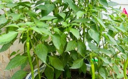 冬季盆栽辣椒种植技术