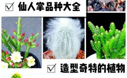 仙人掌叶片属于哪个品种？