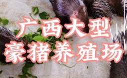 豪猪养殖技术有哪些关键要点？