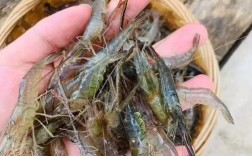 青虾养殖视频养殖技术