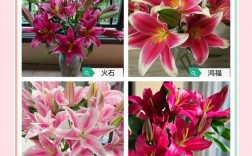 香水百合品种有多少