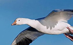 会飞的鹅品种有哪些？