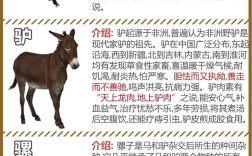 马和毛驴是同一品种吗？