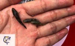 杂交笋壳鱼人工繁殖中，亲鱼选育与催产关键技术如何突破？