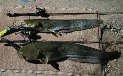 大口杂交鲶鱼养殖技术要点有哪些？