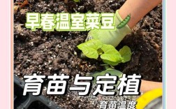 豆角养殖技术和管理关键点有哪些？