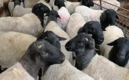 杜泊绵羊市场最低价多少？