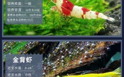 清洁虾 淡水鱼品种