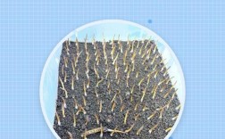 冬虫夏草种植新技术有何突破？