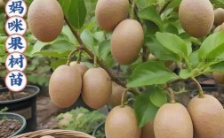 新品种水果种植前景如何？