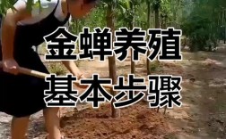 哪里有正规金蝉养殖技术培训？