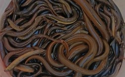 湖北2025泥鳅价格会涨还是跌？