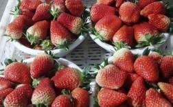 最新温室草莓品种有哪些？