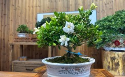 栀子花哪个品种最好养？