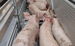 后备二元母猪养殖技术