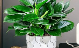 贵的盆栽品种有哪些